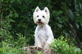 WESTIE 444